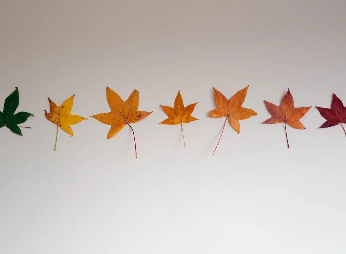 décoration avec feuille d'arbre