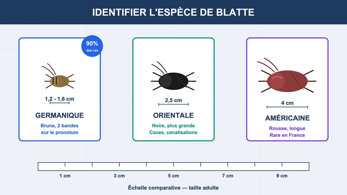 Blatte germanique brune avec bandes sombres, illustration d'une infestation courante en appartement