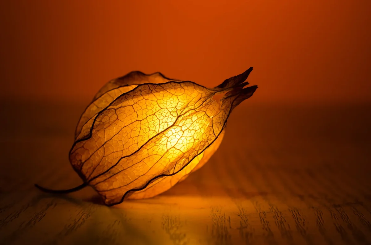 décoration avec feuille d'arbre